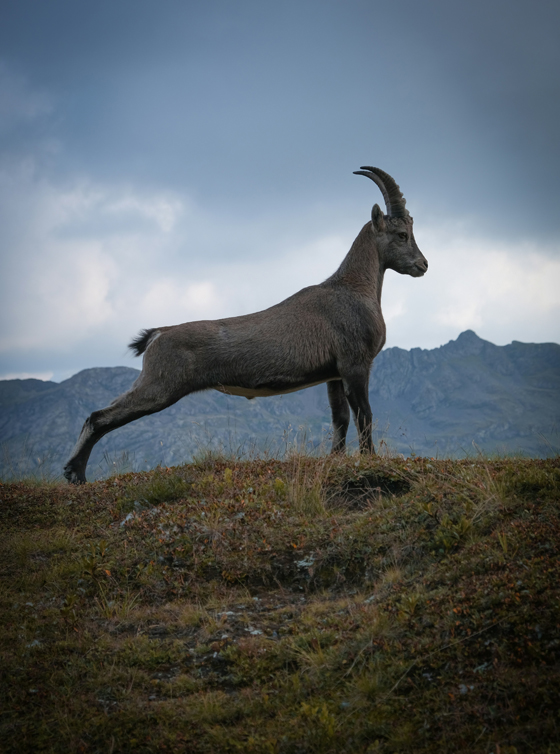 Ibex